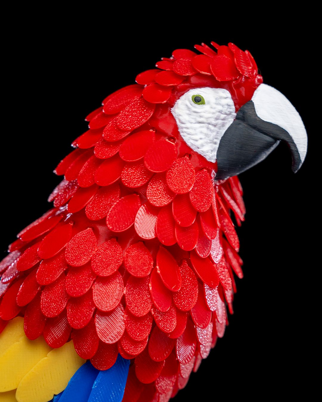 Macaw 3D Puzzle - THE FLAPJACK3D STORE